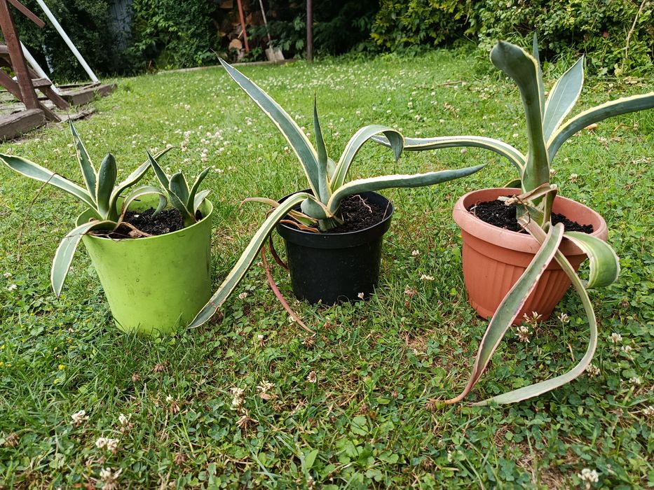 Agawy sadzonki sprzedam