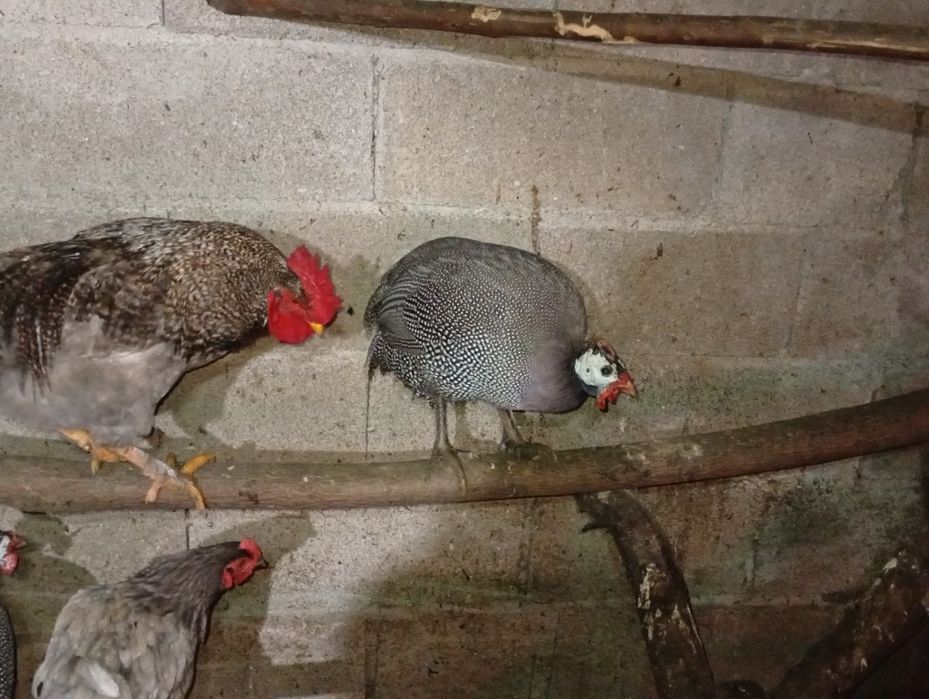 Gansos patos reais galinhas da Ângola