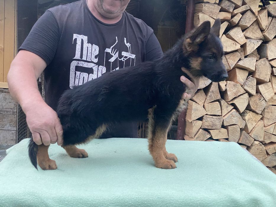 Німецька вівчарка