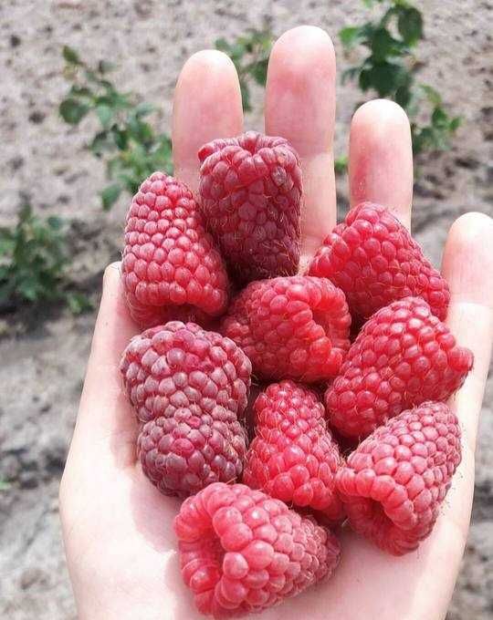 Sadzonki malin CAŁOROCZNEJ GIGANT, b. ładanie ukorzenione, wysyłka