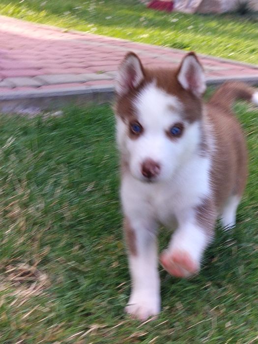 Szczeniak Syberian Husky
