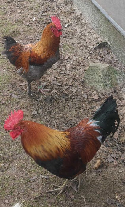 Sprzedam Koguty tegoroczne