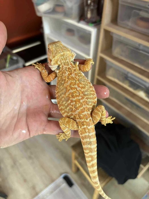Agama brodata Gekon Jaszczurka dla początkującego zbożówka