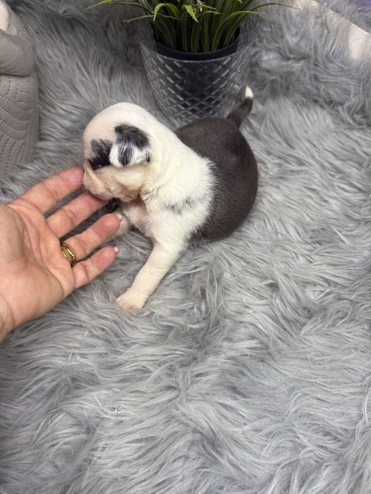 Menina  “Pug Panda “ lindissima.