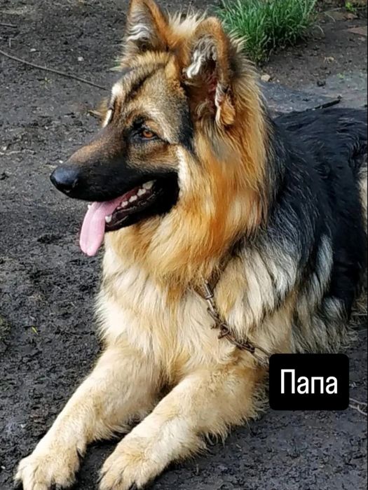 Цуценята вівчарки, шукають собі люблячу родину