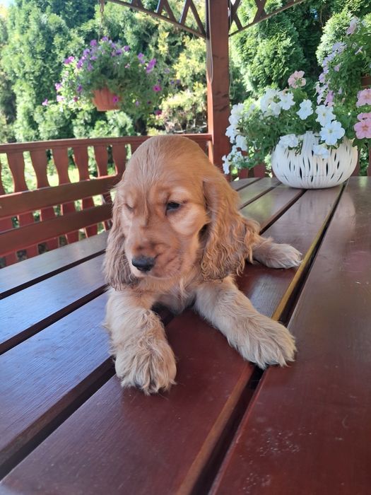Cocker spaniel Angielski