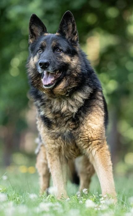 Piesek okolo 5 lat
