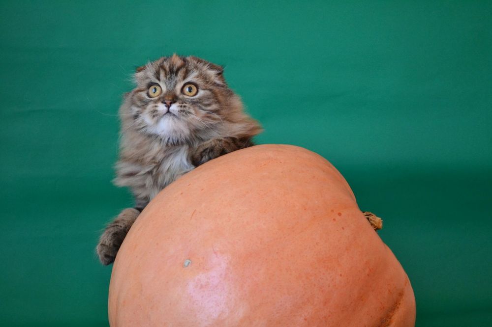 Лагідна пухнаста красуня