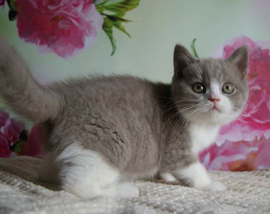 Шотландский котёнок