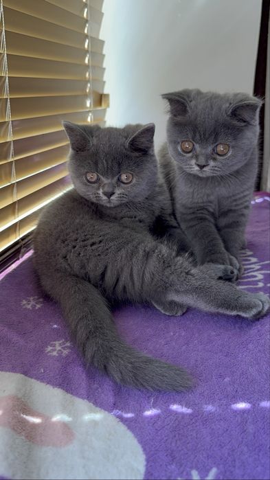 Шотландські кошенята/Scottishkittens/