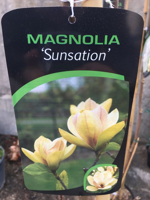Magnolia (Magnolia Sunstation)