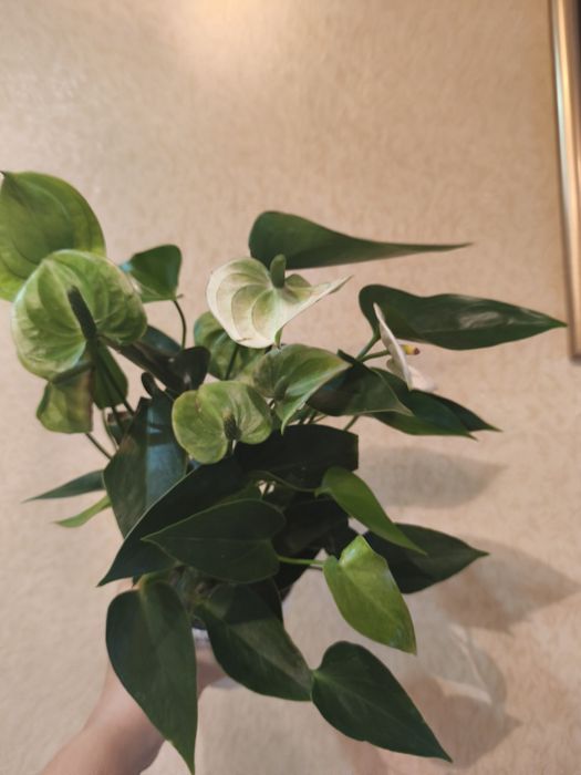 Антуріум 4 сорта