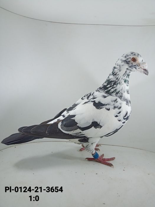 Piękne tygrysy 4szt gołębie pocztowe