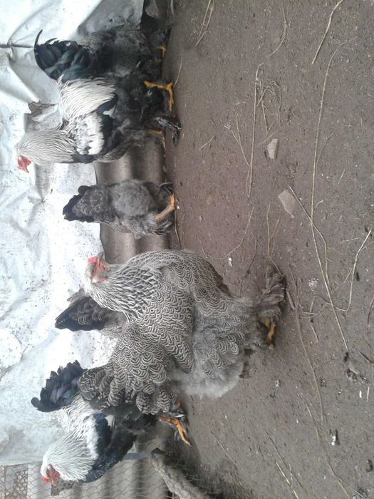 Продам инкубационное яйцо от кур породы Брама Тёмная