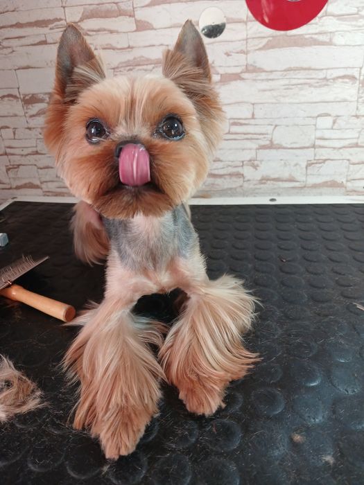 Грумінг. Холодна гора