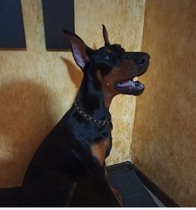 Терміново Шукає Родину