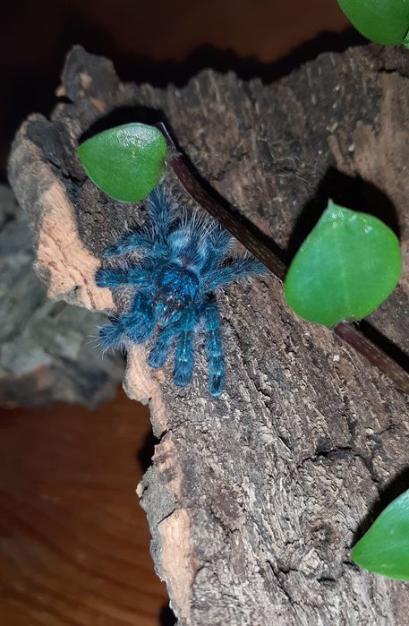 Caribena versicolor L4 + pojemnik+ karaczany