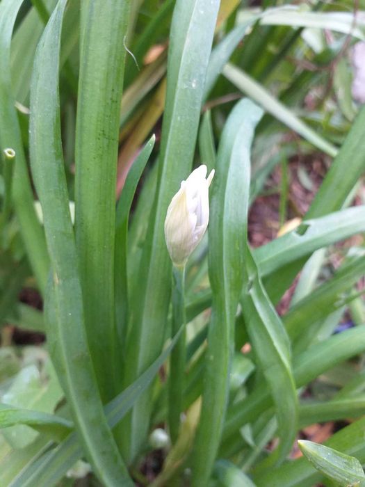 Plantas de Allium triquetrum com flores ou bolbos