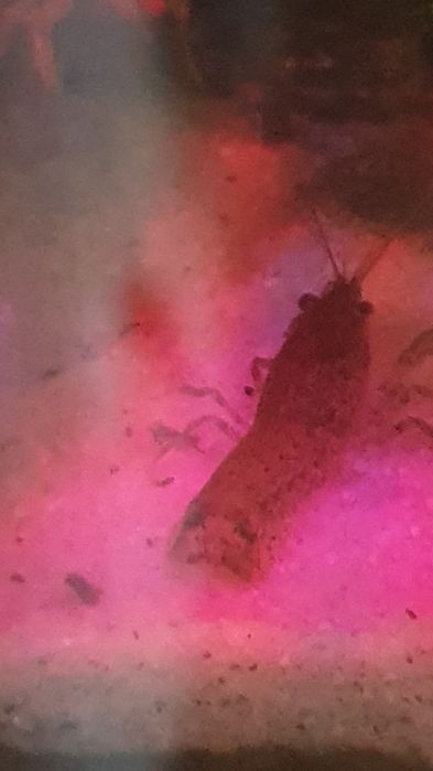 Raczki Diminutus do akwarium
