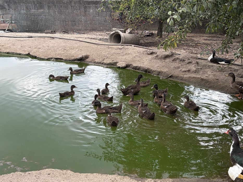 Patos reais juvenis