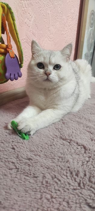 Суперская кошка Аляска