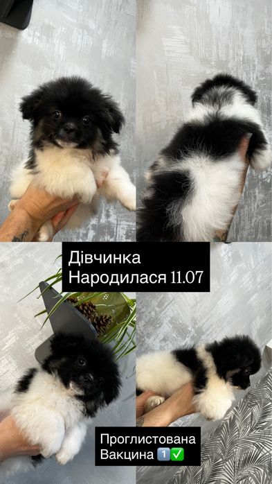 Продам собак пекинес шукають сім’ю