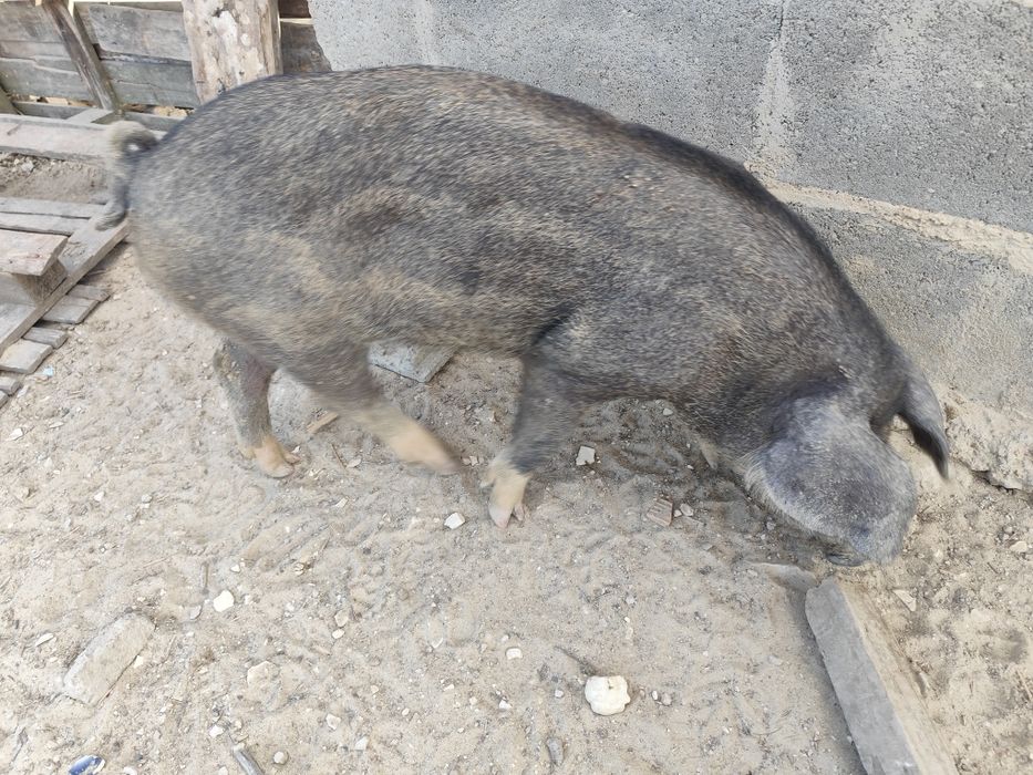 Leitão mangalitsa cruzado