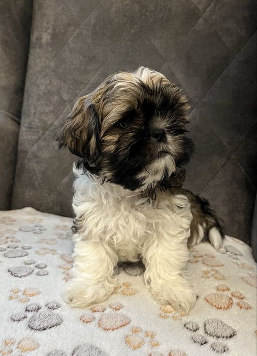 Szczeniak rasy Shih-tzu