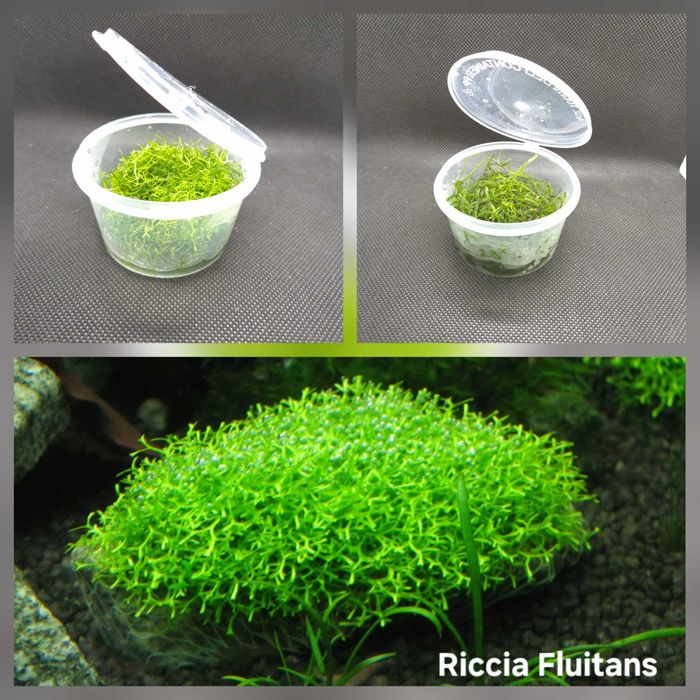 Plantas Tapete | Riccia Fluitans | Musgo de Java - Planta Aquário