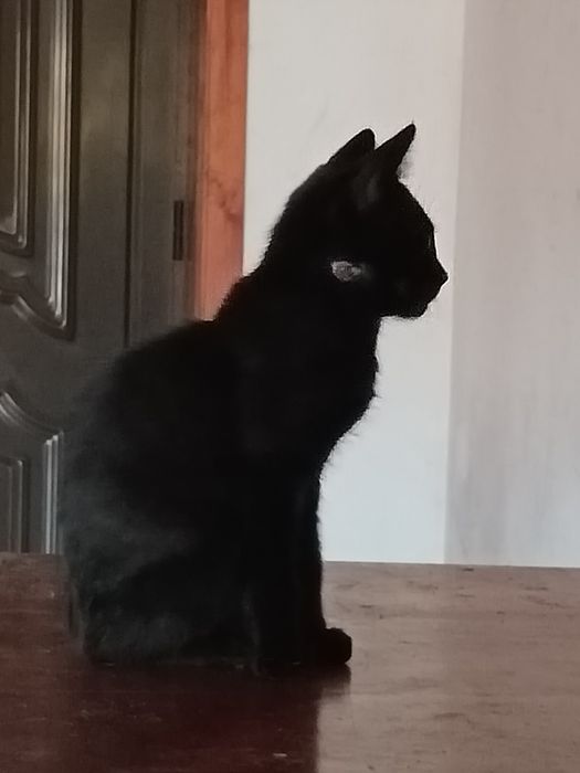 Doação de Gatinho