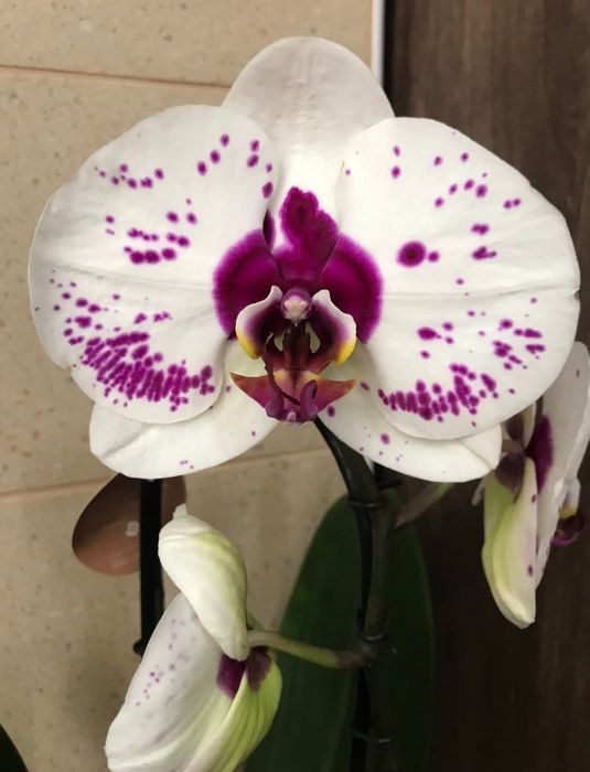 Орхидеи реанимашки