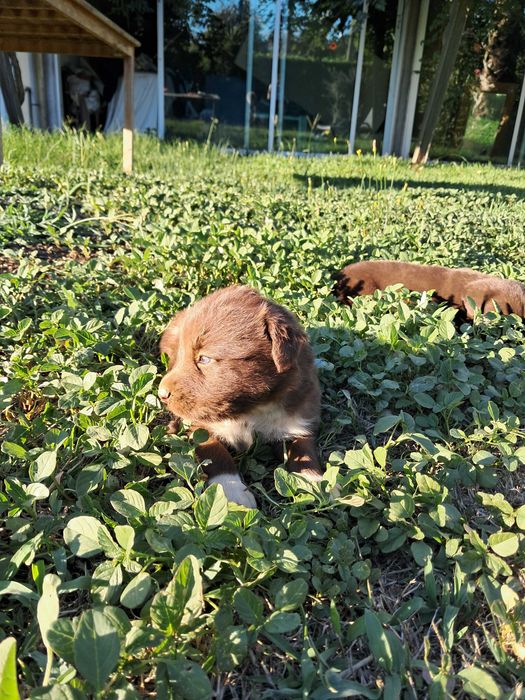 Cães para adoção