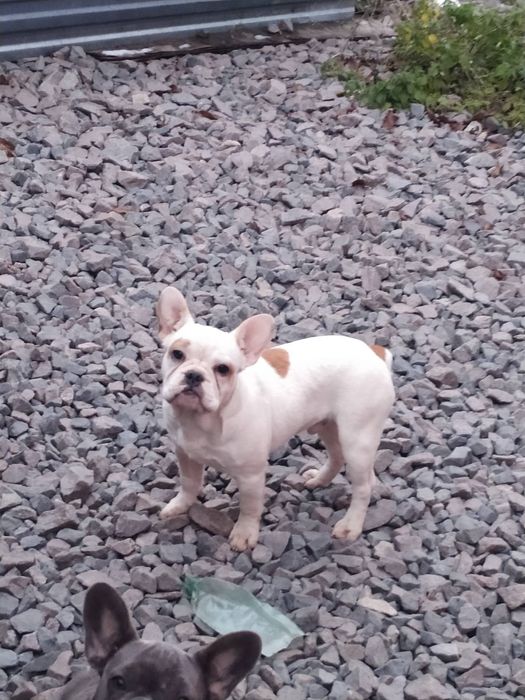 Милі, чарівні, французи, Доставляємо без завдатку