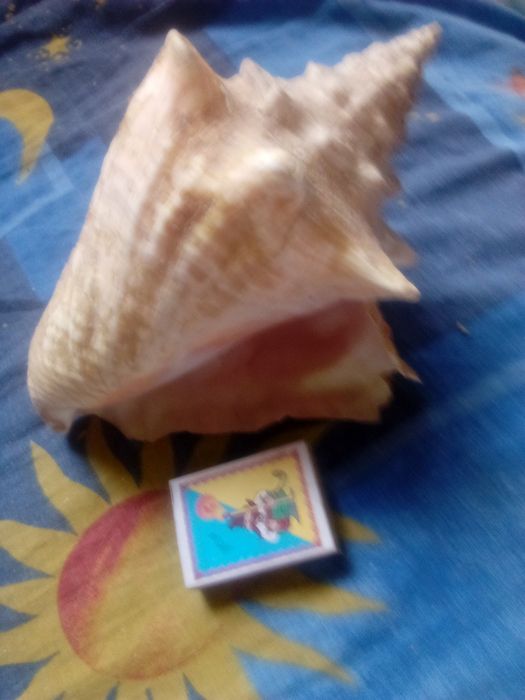 Пропоную ракушку, великого розміру.