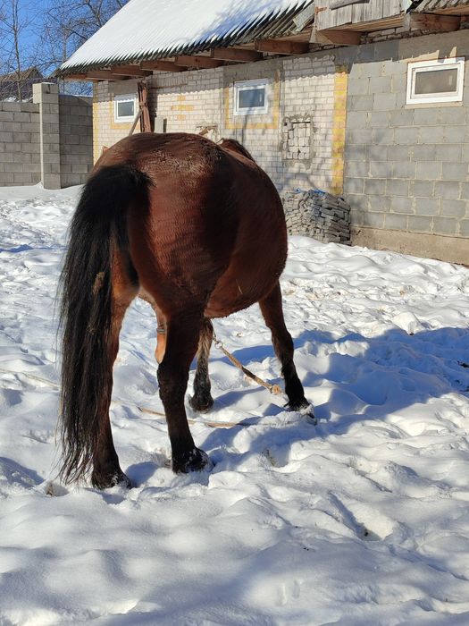 Молода робоча кобила