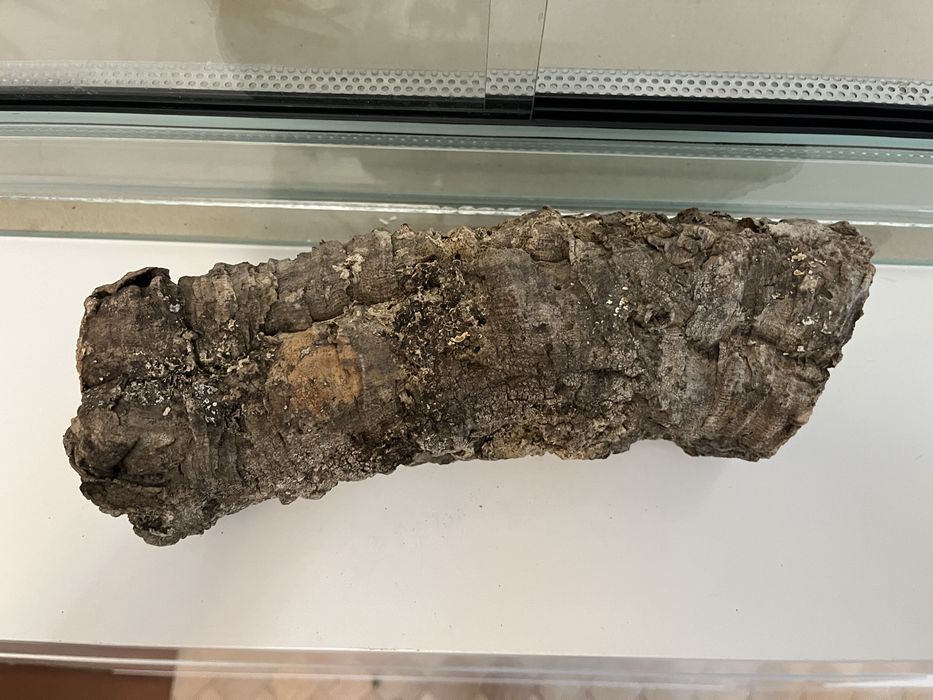 Pieniek Kora dębu pusta