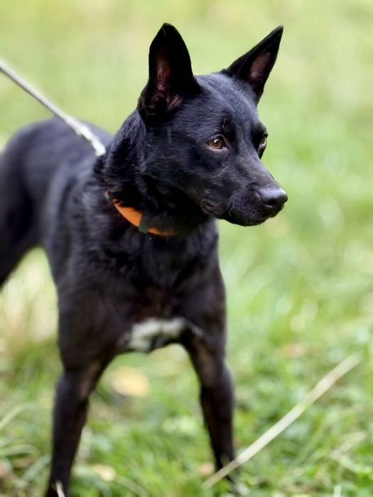 Zula — dwuletnia sunia do adopcji