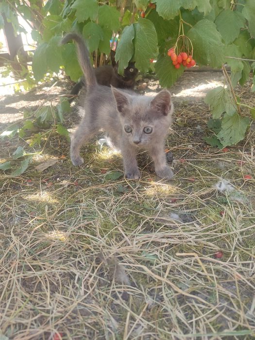 Котенята безкоштовно