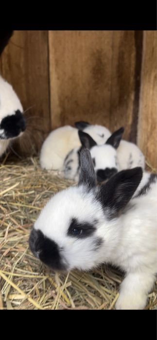 Продаю кроликів (живих або на мʼясо)