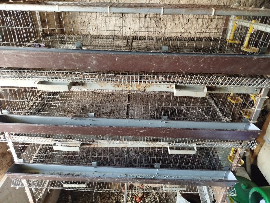 Продам брудер для перепілок