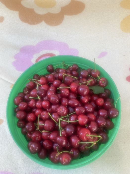 Велика домашня черешня дуже солодка