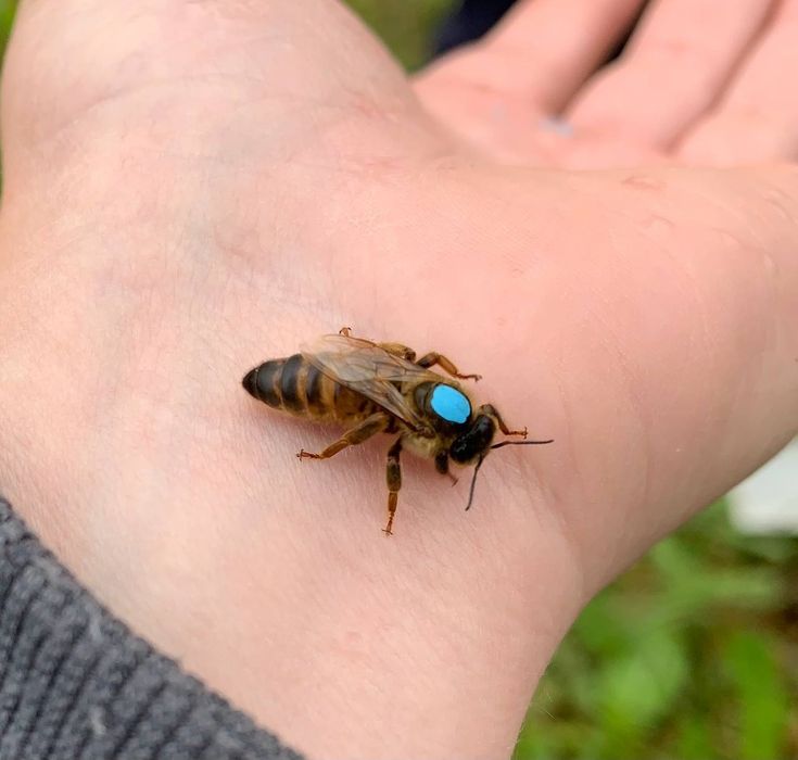 Бджоломатки Карніка Т 1075 F1