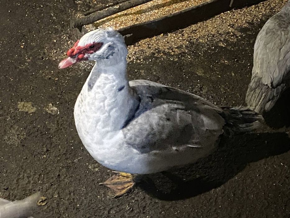 Селезень разных окрасов