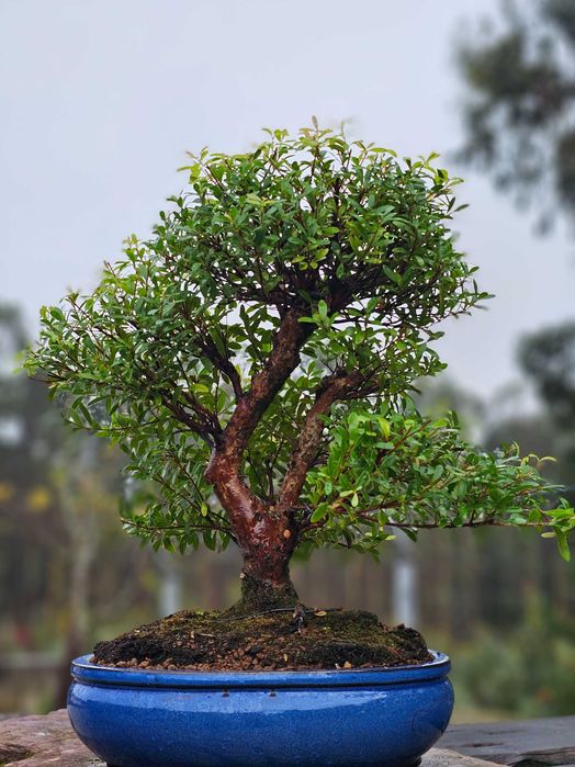 Bonsai zyzygium 20 anos