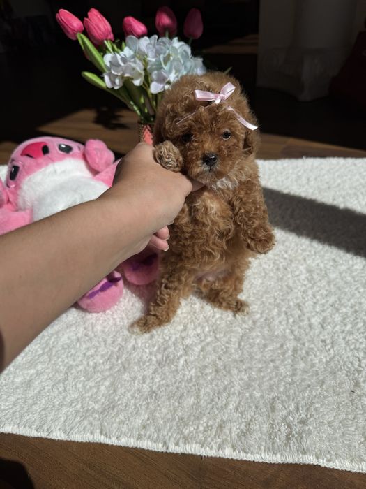 Маленькі карамельні цуценятка мальтипу