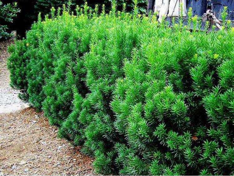 Cis pośredni 'Hicksii' na żywopłot