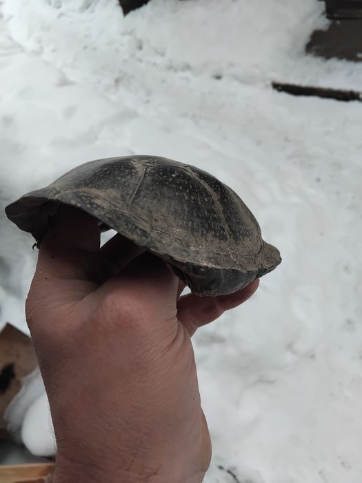 Панцир черепахи.