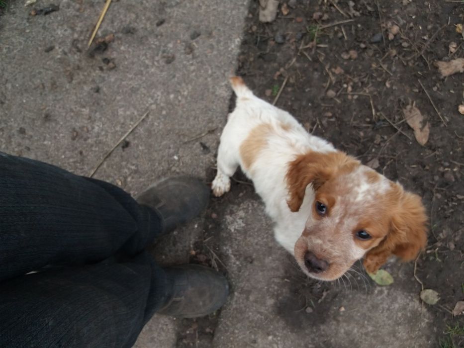 Розпродаю пітомнік ЕПАНЬОЛЬ БРИТОНІВВ