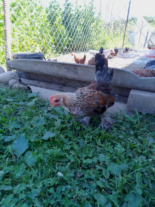 Півень бетнамки .