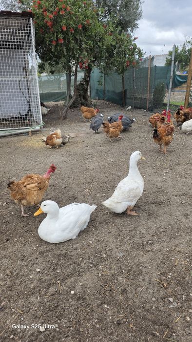 Patos e galinhas